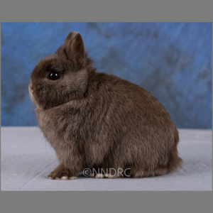 Netherland Dwarf AOC Self Adult