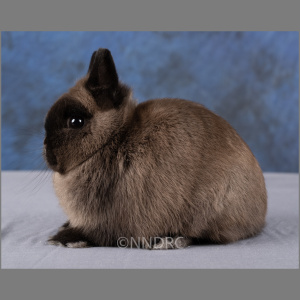Netherland Dwarf Siamese Sable Adult