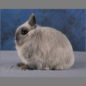 Netherland Dwarf Siamese Smoke Adult