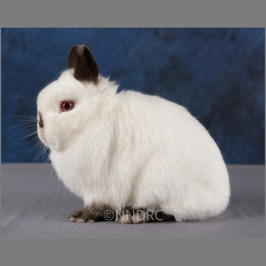 Netherland Dwarf Himalayan Adult