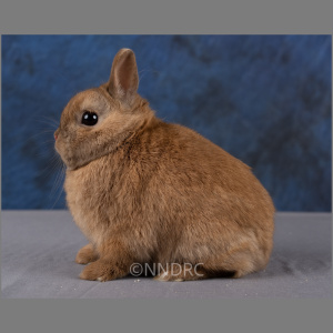 Netherland Dwarf AOC Shaded u/5