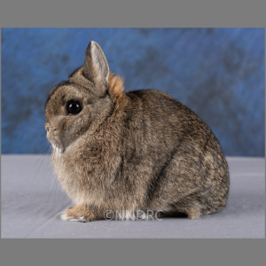 Netherland Dwarf Agouti Adult