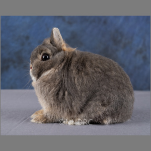 Netherland Dwarf Opal Adult