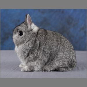 Netherland Dwarf Chinchilla Adult