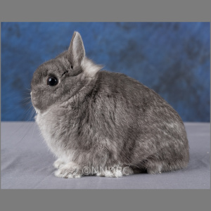 Netherland Dwarf Squirrel Adult