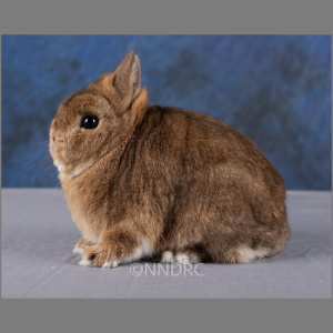 Netherland Dwarf AOC Agouti Pattern Adult