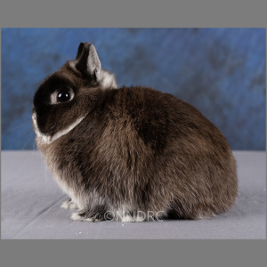Netherland Dwarf Marten Sable Adult
