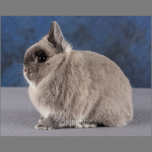 Netherland Dwarf Marten Smoke Adult