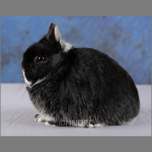 Netherland Dwarf Black Fox Adult