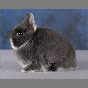 Netherland Dwarf AOC Fox Adult