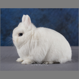 Netherland Dwarf BEW Adult