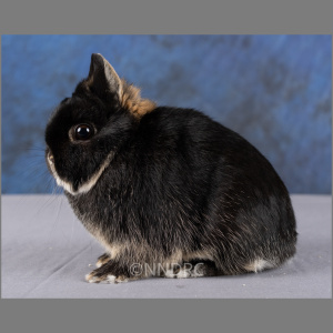 Netherland Dwarf  Black Otter Adult