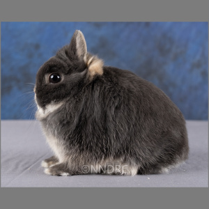 Netherland Dwarf  Blue Otter Adult