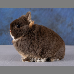 Netherland Dwarf AOC Tan Pattern Adult