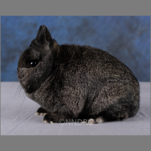 Netherland Dwarf Steel Adult