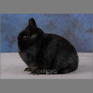 Netherland Dwarf Black u/5
