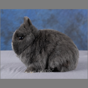 Netherland Dwarf Blue Adult