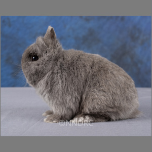 Netherland Dwarf Lilac Adult