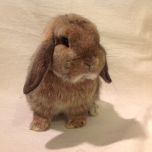 Mini Lop Agouti Adult