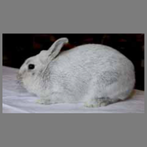 Argente St Hubert Adult