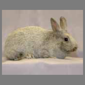 Argente Brun Adult