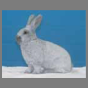 Argente Champagne Adult