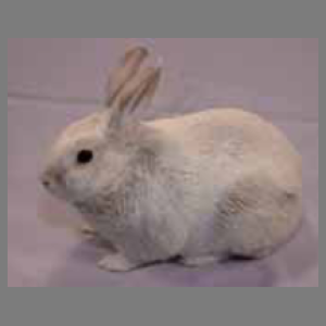 Argente Creme Adult