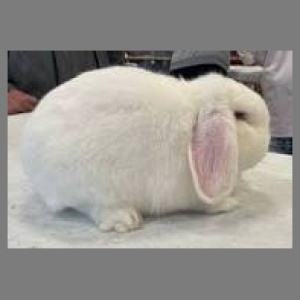 German Lop REW Adult