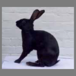 Belgian Hare Black Adult