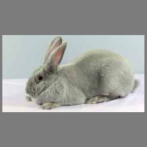 Beveren Blue Adult