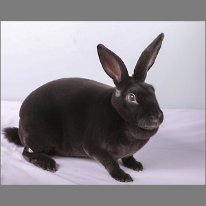 Standard Black Rex Buck Adult