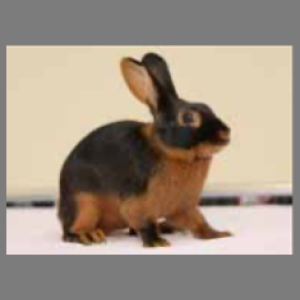 Tan Black Buck Adult