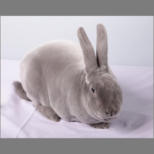Standard Blue Rex Buck Adult