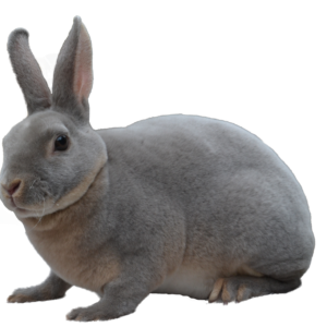 Mini Blue Otter Rex Buck/Doe u/5