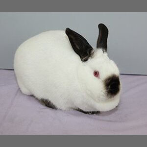 Californian Normal Adult