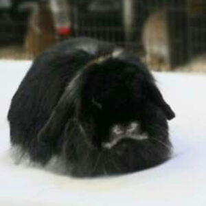 Cashmere Lop Tan Pattern Adult