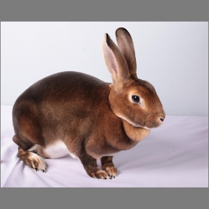 Standard Castor Rex Buck Adult