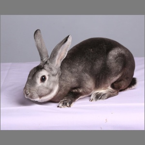 Standard  Chinrex Buck Adult