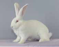 Continental Giant White Adult