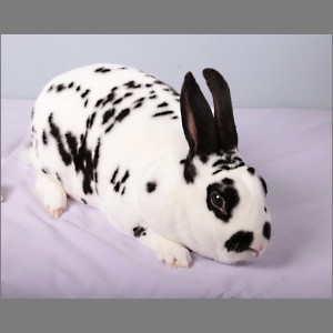 Standard Dalmatian Bi. Rex Buck/Doe Adult