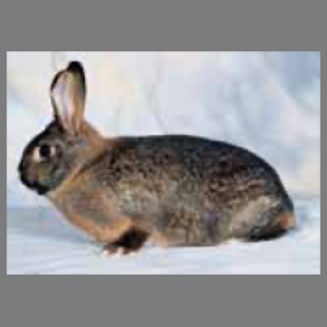 Deilenaar Adult
