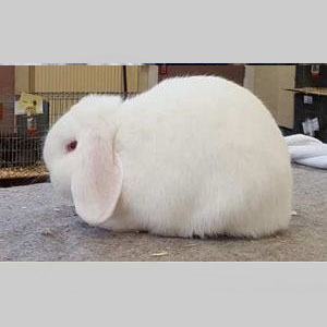 Dwarf Lop REW Adult