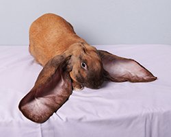 English Lop Under 26” Adult