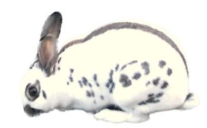 English Blue Adult