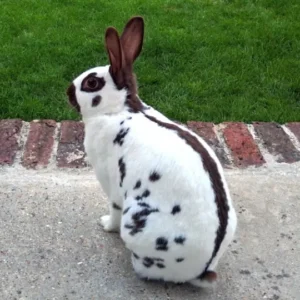 English Choc Adult