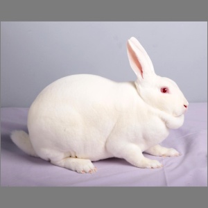 Standard Ermine Rex Buck Adult