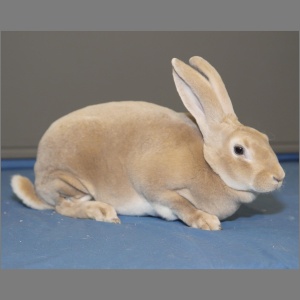 Standard Fawn Rex Buck Adult