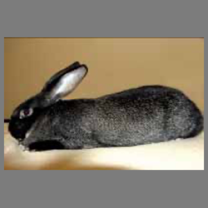 Flemish Giant Buck/Doe Adult