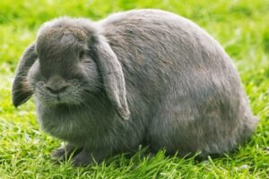 French Lop AOC Self Adult