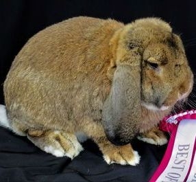 French Lop Agouti Adult